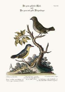La Mésange verte tachetée et le Moucherolle gris et jaune, 1749-73